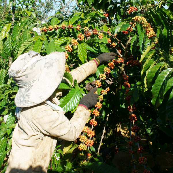 Specialty Coffee Grading